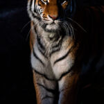 It all started with photography in the Zoo!