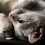 Buzzy...having a cozy time, too!